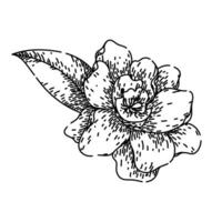 blossom gardenia sketch hand drawn vector