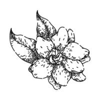 evergreen gardenia sketch hand drawn vector