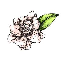 blossom gardenia sketch hand drawn vector