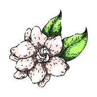 evergreen gardenia sketch hand drawn vector