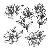 gardenia set sketch hand drawn vector
