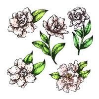 gardenia set sketch hand drawn vector