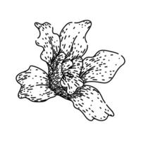 dendrobium orchid sketch hand drawn vector