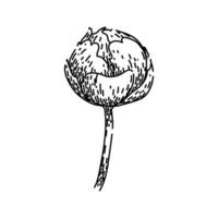 bloom peony sketch hand drawn vector