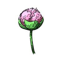 bloom peony sketch hand drawn vector