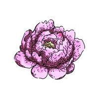 fragrance peony sketch hand drawn vector