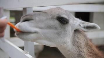 White llama eats carrots from hands in a petting zoo close up video