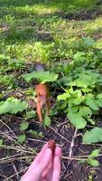 Squirrel takes nut pecan out of hand in park vertical video