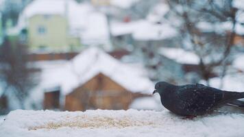 Pigeon outside the window. Dove sitting on a window sill against city view video