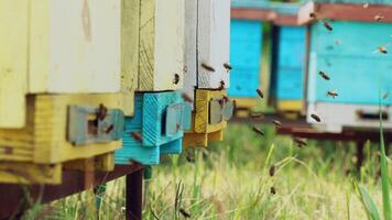 Close up view of the working bees. Amazing and frenetic swarm activity with structure entrance with detail and nature background video