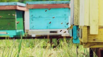 Bee swarm at a beehive. Hives in an apiary with bees flying to the landing boards video