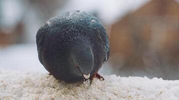 Wild dove on a window sill. Close up view of curious dove sitting on windowsill video