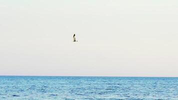 Seagull flying against sea. View of flying seaugull and cargo ship in endless sea at background video