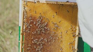 Beekeeper harvesting honey. Bee on honeycombs with honey slices nectar into cells video