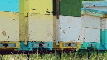 Plenty of bees at entrance of beehive. Bees returning from honey collection to hive video