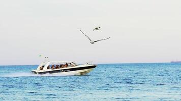 Flying seagulls above passenger ship. View of sailing passenger ship with flying flock of seagulls video