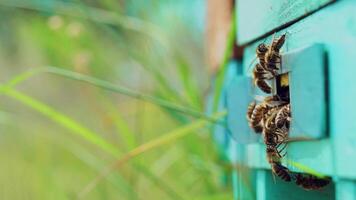 Selective focus on beehive entrance. Bees return to the beehive after the honeyflow video
