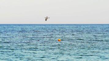 Beautiful seagull flying in the sky. View of single seagull flying over calm sea video