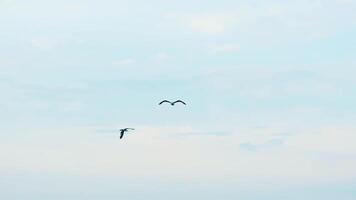 Seagull flying in sky video
