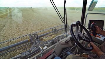 Man working in field in grain combine. View on process of gathering wheat from inside cabin video