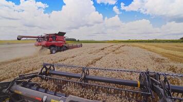 Harvesting of wheat field. Machine for harvesting grain crops video