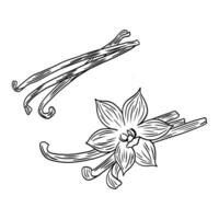 Vanilla. Set linear illustration of stick with flower of sweet vanilla. Ingredient for baking. Doodle illustration on a white background. vector