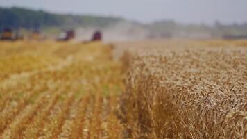 Combine harvest ripe wheat on farm. Harvesting in the process of gathering a ripe crop from the fields video