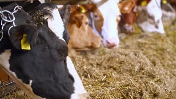 Cows eat hay on the farm. Row of cows sticking their heads out bars of stable to feed video