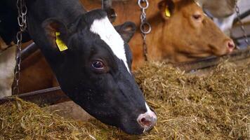 Cows in cowshed eating hay. Herd of cows eating hay in cowshed on dairy farm video