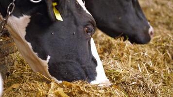 Dairy cows reared for milk production. Many cows eating hay on feeding trough video