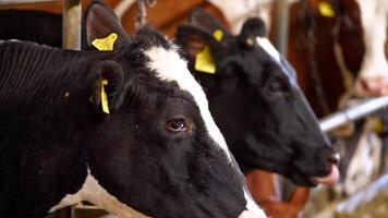 Dairy cows feeding on farm. Cows cattle feeding process on a large milk farm video