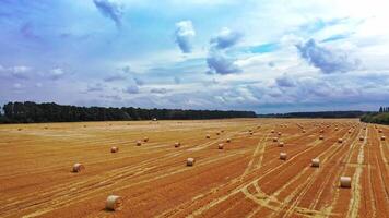 Twisted haystack on field. Landscape of grasland after haymaking video