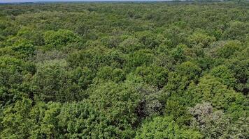 View of the trees from a bird eye view. Aerial view of flying over a beautiful green forest in a rural landscape video