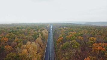Tree forest with a road going through. Top view of asphalt road passes through the forest video