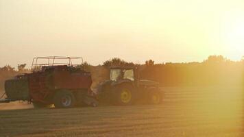 Baling haystack with a hay baler. Agricultural machinery on a chamfered golden field moves bales of hay after harvesting grain crops video