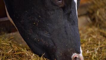 Cows feeding hay in the farm. Close up view of cows stuck in a stall eating hay video