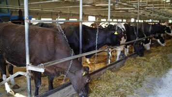 vacas alimentación proceso en granja. manada de vacas comiendo heno en establo en lechería granja video