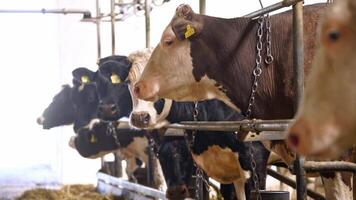 Cows in a farm cowshed. Close up view of cows in the cowshed in dairy farm video