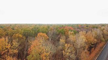 Forest view from above. Autumn forest aerial drone view video