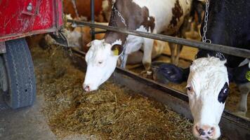 Cow on dairy farm eating hay. Close up view of cow feeding on milk farm video