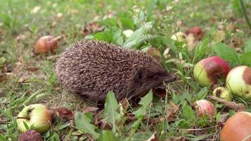 Hedgehog with apple on background. Hedgehog crawling near apples in the garden video