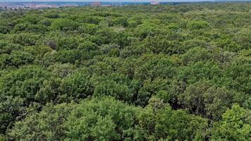 Top view from the drone to the forest. Top down aerial photography of tree within a forest video
