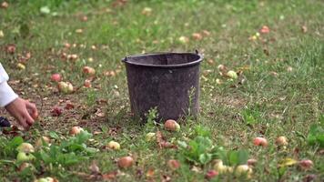 Apples picking in basket. Apples on the grass under apple tree video