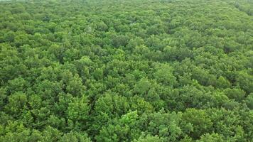 Tree forest from above. Wild forest landscape view from drone video