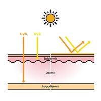 Sun protection on skin layer flat design on white background. UVA and UVB radiation penetrate into the skin. Physical, mineral sunscreen reflects UV rays. Skin care concept illustration. vector