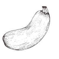 Zucchini vegetable ink graphics illustration. Hand drawn isolated food clipart in monochrome. Vegan element for label ,logo, post design. Food packing vector