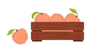 Fresh peaches in a rustic wooden crate with one peach beside it on a white background vector
