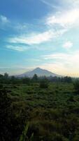 Portrait footage from an aerial drone shows a panorama of Mount Merapi from a distance with beautiful views in the morning. 4k portrait of an active volcano in detail with a green forest in front. video