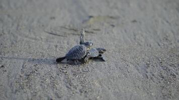 The activity of releasing baby sea turtles on the beach. Detailed footage of hatchlings crawling on the beach sand towards the shoreline to live freely in the vast ocean video