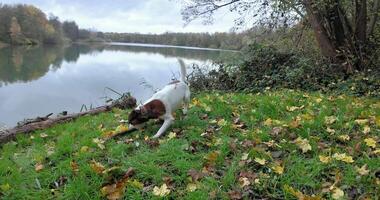A dog resting by an autumn pond jumps up and runs out of the frame with a stick in its mouth video